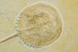 Horseshoe Crab (Mesolimulus) Fossil - Solnhofen Limestone #377542-2